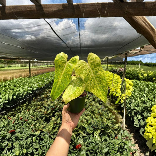 Philodendron Painted Lady Live Plant – Variegated Philodendron | Tropical Houseplant | 6" Pot | Bright Indirect Light
