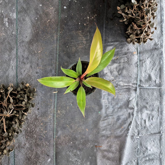 Philodendron Prince of Orange Live Plant – 4 Inch Pot | Vibrant Orange & Yellow Foliage | Easy Care Indoor Houseplant | Tropical Foliage