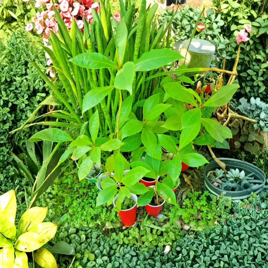 Tropical Almond Tree Live Plant – Terminalia catappa | 7 to 12 Inches Tall | Tropical Shade Tree | Ornamental & Edible | Easy to Grow