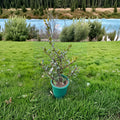 Ilex aquifolium 'Beanie Johnson' – Hardy Male English Holly Live Plant | 2 Gallon Pot | Evergreen Landscape Tree | Pollinator Holly | Cold Hardy Selection