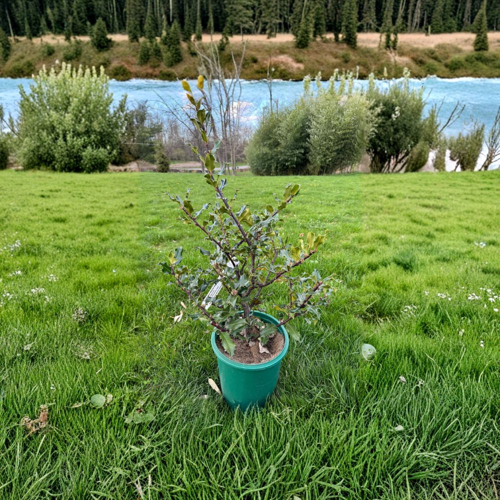 Ilex aquifolium 'Beanie Johnson' – Hardy Male English Holly Live Plant | 2 Gallon Pot | Evergreen Landscape Tree | Pollinator Holly | Cold Hardy Selection