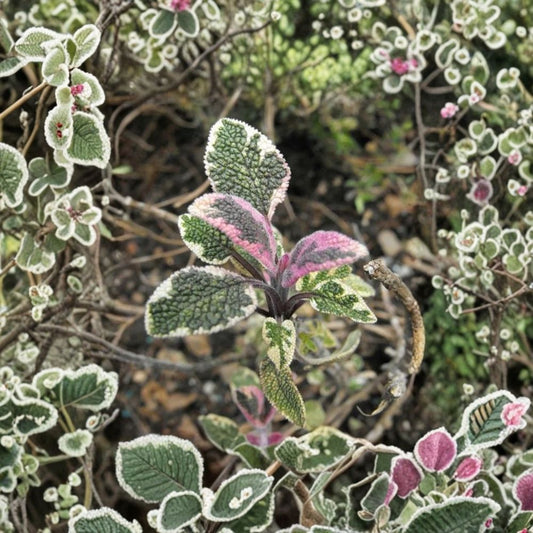 Tricolor Sage Live Plants – 3 Pack | 3–6 Inches Tall | Salvia officinalis ‘Tricolor’ | Variegated Culinary Herb | Ships Without Pot
