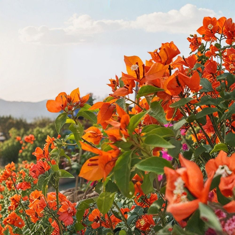 Fire Opal Bougainvillea Live Plants – Set of 3 | 4–6 Inch Rooted Starters | Red-Orange Tropical Flowering Vine | No Pot | Full Sun Plant