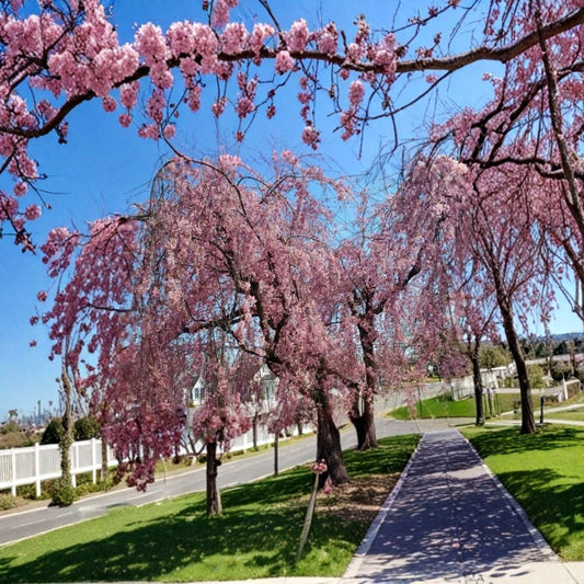 Pink Japanese Weeping Cherry Tree – Live Rooted Plant | 6–12 Inches Tall | Hardy Ornamental Cherry Tree | Beautiful Spring Blooms | Garden & Landscape Favorite