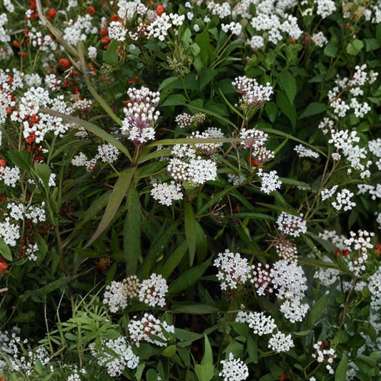White Vining Milkweed Live Plants – 2 Pack | 4–6 Inches Tall | No Pot | Perennial Climbing Vine | Butterfly & Pollinator Garden Plant | USDA Zones 5–9