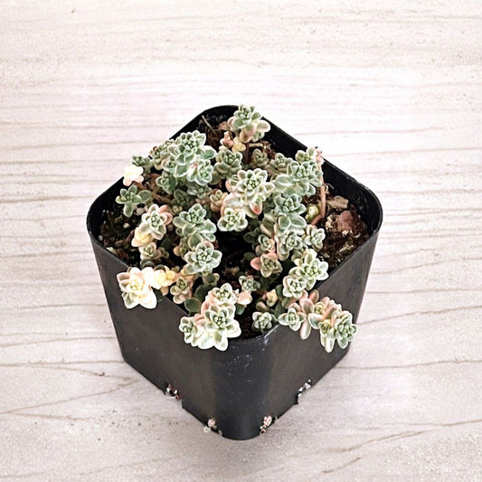 Sedum Angelicum ‘Suzie Q’ Live Succulent Plant – Variegated Sedum | 2" Pot | Creeping Ground Cover | Pink Green Foliage | Zone 10