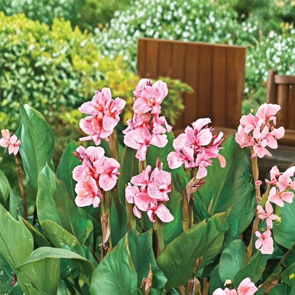 Bright Pink Flamingo Canna Lily – 3 Live Rhizomes | Pink Flowering Canna | Tropical Garden Plant | Easy to Grow