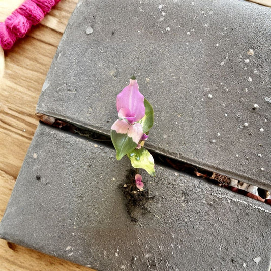 Tradescantia Live Plants | Set of 6 | Ships With Soil | No Pot | Easy Care Trailing Houseplant | Indoor & Outdoor Friendly