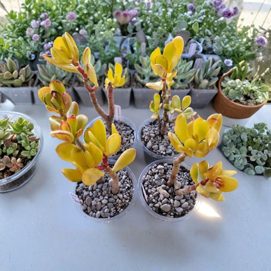 Crassula Ovata ‘Hobbit Sunset’ Live Succulent – 8–10 Inch Rooted Plant | 4 Inch Pot | Colorful Jade Succulent | Easy Care Indoor Plant