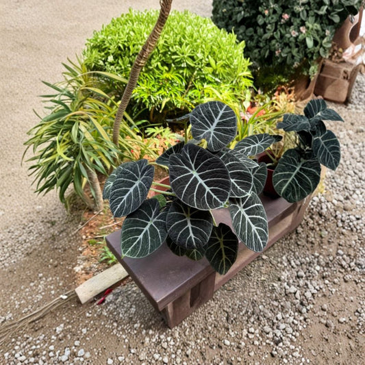 Black Velvet Alocasia – Live Rooted Alocasia reginula ‘Black Velvet’ | 4–6 Inch Starter Plant | Dark Velvety Leaves | Silver Veins | No Pot