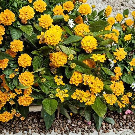 Set of 2 Chapel Hill Gold Lantana Live Plants – 4 to 6 Inches Tall | Ships Bare Root (No Pot) | Golden Flowering Shrub | Pollinator Friendly | Easy to Grow