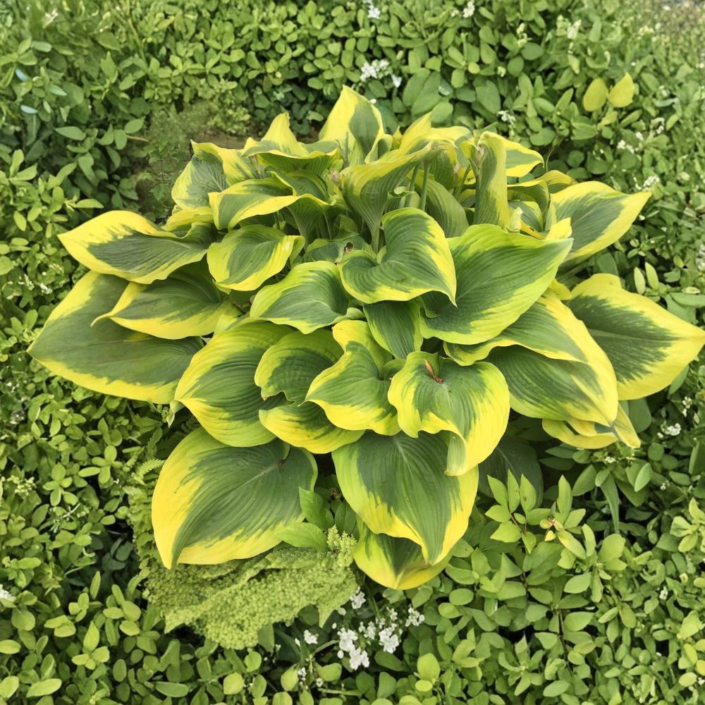 Hosta 'Atlantis' – Bare Root Starter Plant | Giant Variegated Hosta | Golden Yellow Margins | Shade Garden Perennial | Lavender Flowers