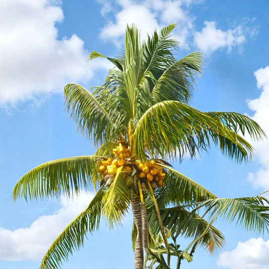 Yellow Coconut Palm Seed – Cocos nucifera | 1 Live Coconut Seed | Ready to Plant | Tropical Palm Tree Starter | Exotic Fruit Plant