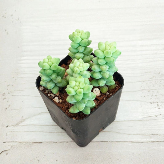 Live Burro’s Tail Succulent – Sedum morganianum | 2" Potted Plant | Trailing Blue-Green Succulent | Easy Care Houseplant