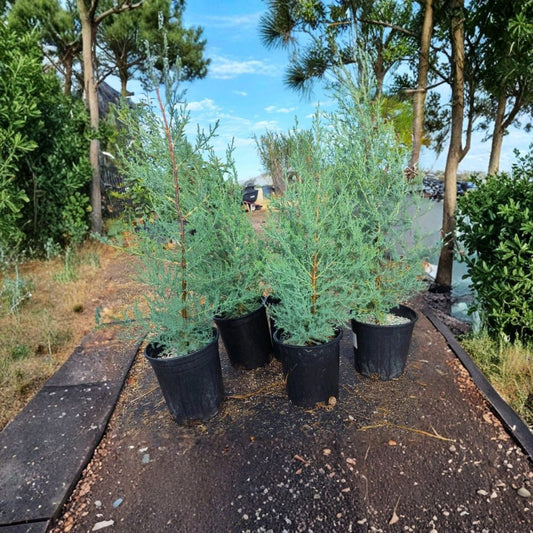 Monterey Cypress Live Plant – Hesperocyparis macrocarpa | 1 Gallon | 18+ Inches Tall | Seed Grown Evergreen | Landscape Tree