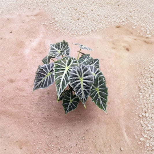 Live Mandalay Alocasia Plant | 4–6 Inches Tall | Ships Without Pot | Tropical Houseplant | Indoor Foliage Plant
