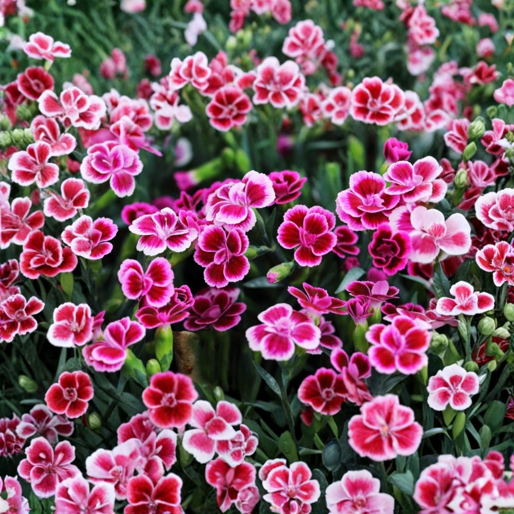 Dianthus Live Plant – Pink Purple Flowers | 4–8 Inches Tall | Flowering Perennial | Garden & Container Friendly