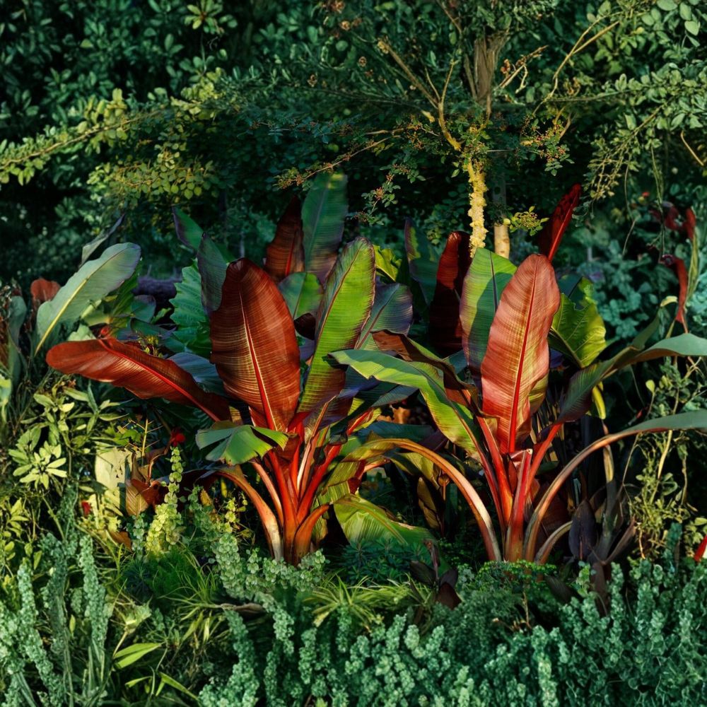 Red Abyssinian Banana Live Plant – Ensete ventricosum ‘Maurelii’ | 3–8 Inches Tall | 3-Inch Deep Pot | Red & Green Tropical Foliage | Ornamental Banana Starter | Zones 8–11
