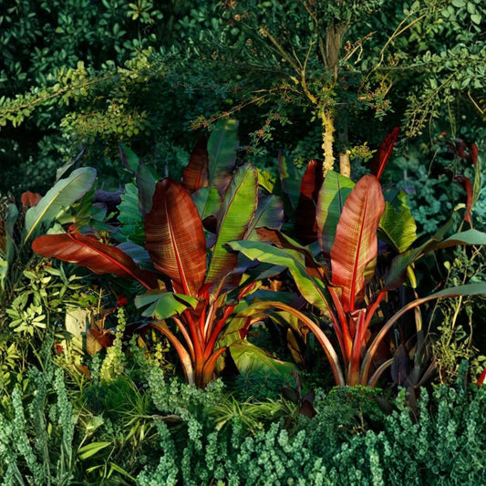 Red Abyssinian Banana Live Plant – Ensete ventricosum ‘Maurelii’ | 3–8 Inches Tall | 3-Inch Deep Pot | Red & Green Tropical Foliage | Ornamental Banana Starter | Zones 8–11
