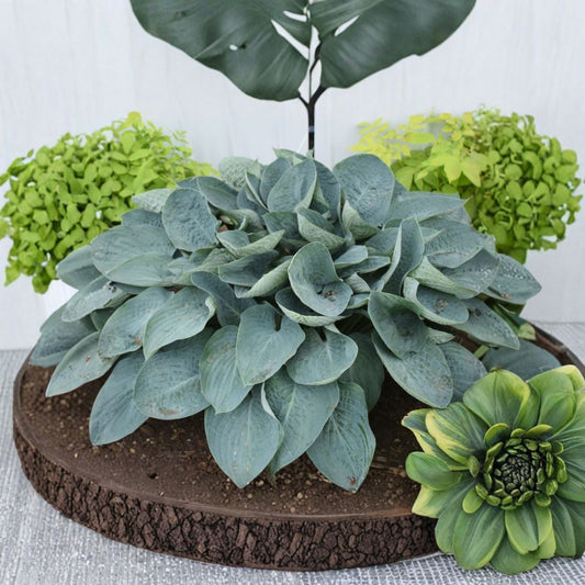 Hosta 'Above the Clouds' – Bare Root Starter Plant | Large Blue Hosta | SHADOWLAND® Collection | Shade Garden Perennial | Lavender Flowers