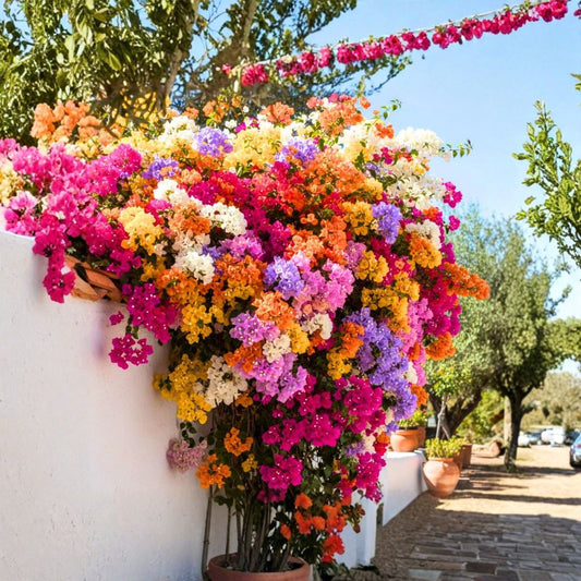 4 Multicolor Bougainvillea Live Plants – Bougainvillea Vine | 4–8 Inch Tall | Well-Rooted Outdoor Plants | Garden Trellis & Containers