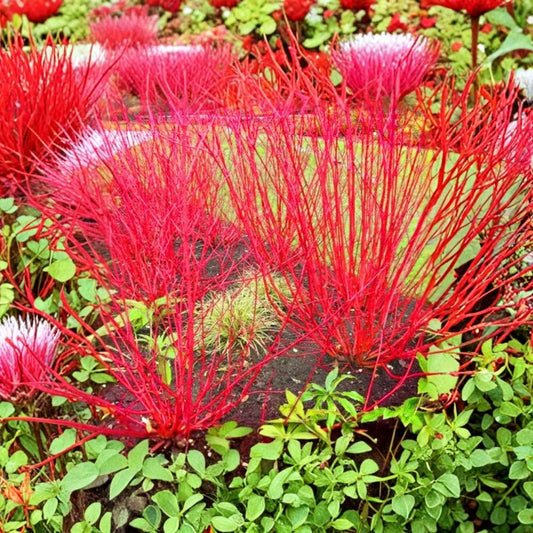 Red Twig Dogwood Live Plant – Cornus sericea | 6–12 Inch Tall | 4 Inch Pot | Brilliant Red Winter Stems | Hardy Deciduous Shrub | Privacy & Landscape Plant | USDA Zones 2–9