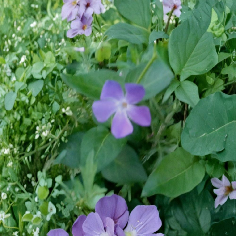 Set of 10 Vining Periwinkle Live Bare Root Plants – Vinca major | 7 to 8 Inches Long | Evergreen Ground Cover | Ready to Plant | Easy to Grow