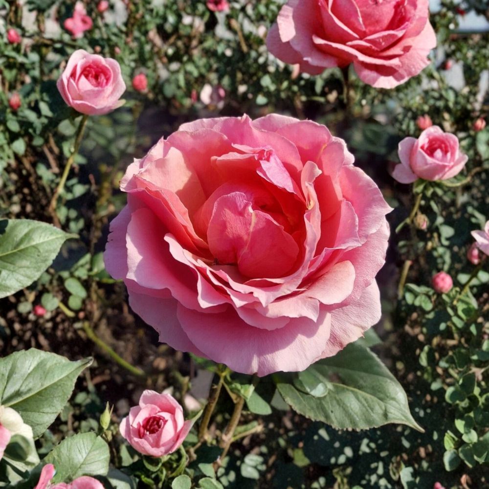 Princesse de Monaco Grandiflora Rose – Pink Live Bush Plant | 3 Gallon Size | Includes Root Ball Wrapping | Elegant Bicolor Rose | Landscape Garden Favorite