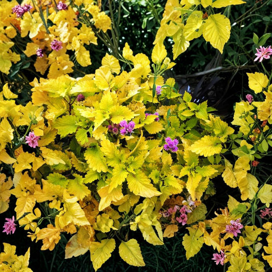 Gold Lace Coleus Live Plants – 3 Starter Plants | 4–6 Inches Tall | Bright Golden Foliage | Ornamental Foliage Plant | No Pot