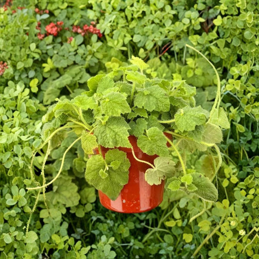 Piggyback Plant – Live Tolmiea menziesii | 4 Inch Pot | Shade Loving Groundcover | Unique Foliage Perennial | Indoor & Outdoor Plant