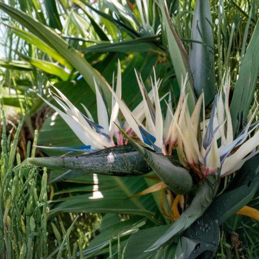 Set of 2 White Bird of Paradise Live Plants – 3–6 Inches Tall | Bare Root Starter Plants | Tropical Ornamental | Indoor & Outdoor Friendly