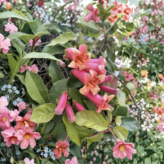 Crossvine Live Plant – Bignonia capreolata | 4 to 8 Inches Tall | Ships Bare Root | Native Evergreen Climbing Vine | Hummingbird Friendly | Easy to Grow