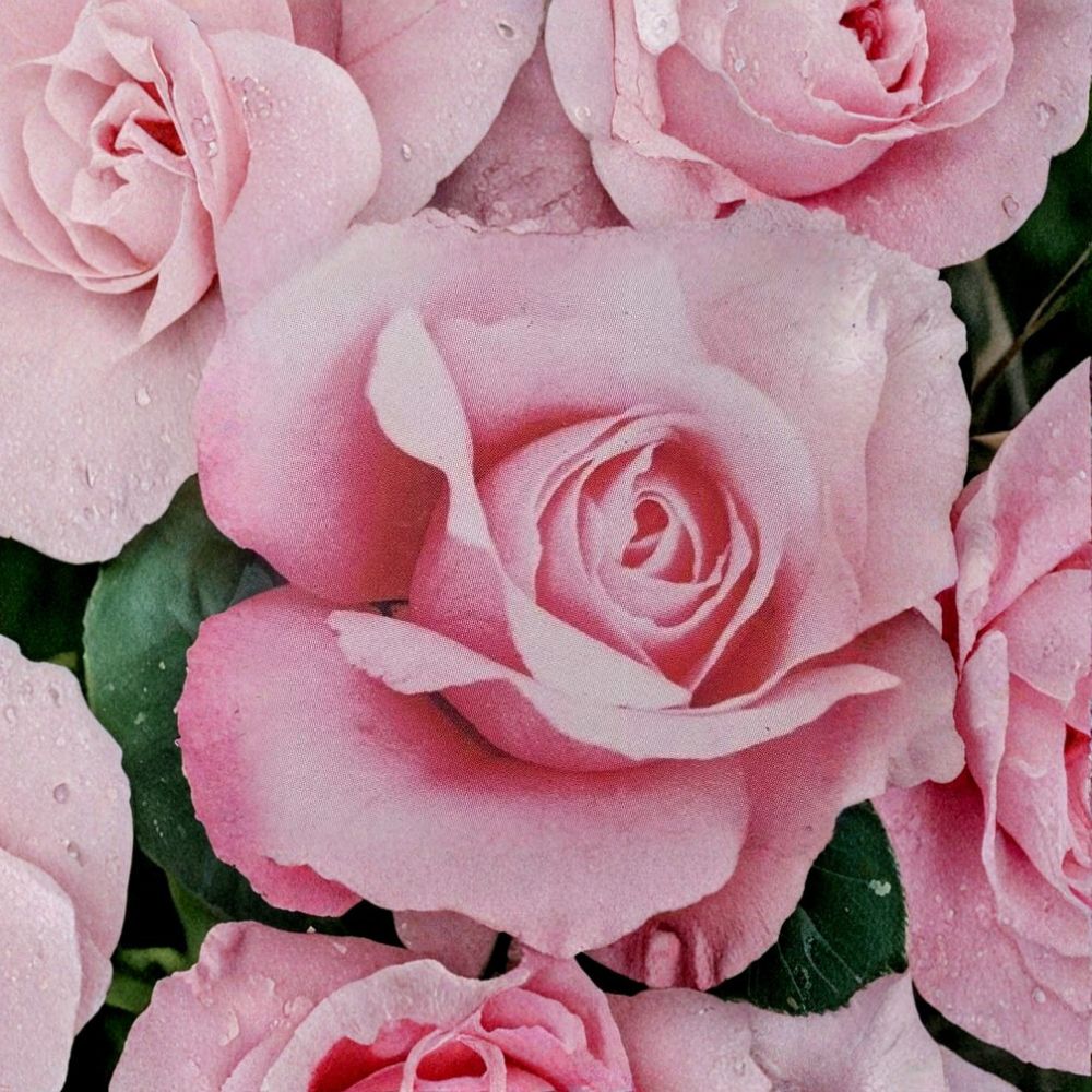 Queen Elizabeth Grandiflora Rose – Live Pink Rose Bush | 2 Gallon Size | Elegant Grandiflora Rose Plant | Classic Garden Flower | Full Sun Shrub