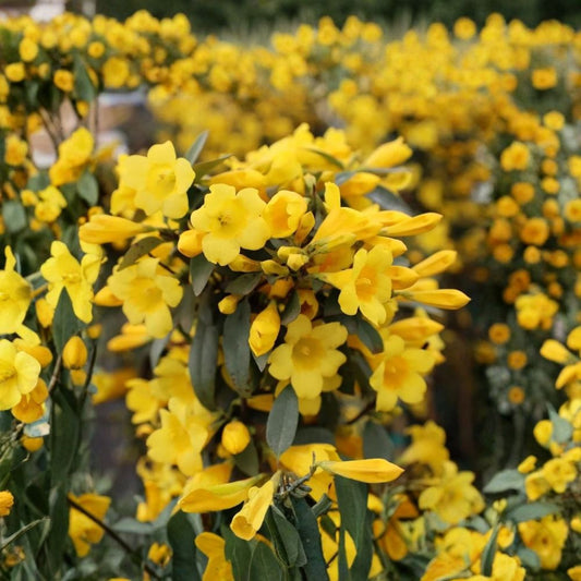 2 Carolina Jasmine Live Plants – Carolina Jessamine | Fragrant Climbing Vine | White Bloom Flower Plant | 5–9 Inch | No Pot