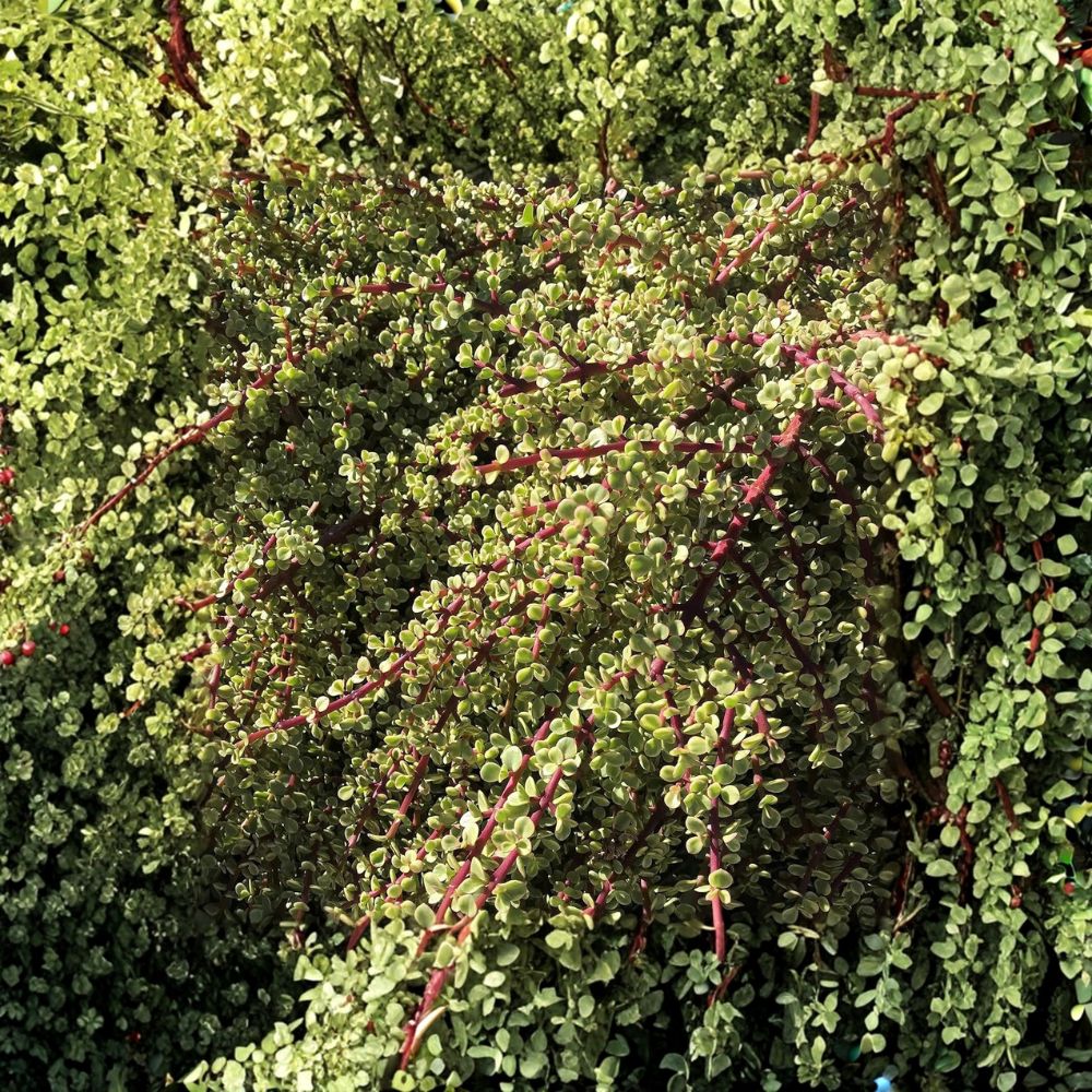 Rainbow Elephant Bush Live Cuttings – Portulacaria afra 'Variegata' | 20 Fresh Succulent Cuttings | Easy to Propagate | Drought Tolerant Plant