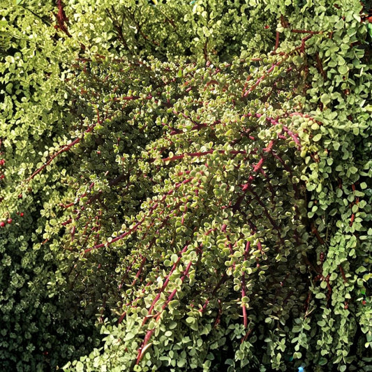 Rainbow Elephant Bush Live Cuttings – Portulacaria afra 'Variegata' | 20 Fresh Succulent Cuttings | Easy to Propagate | Drought Tolerant Plant