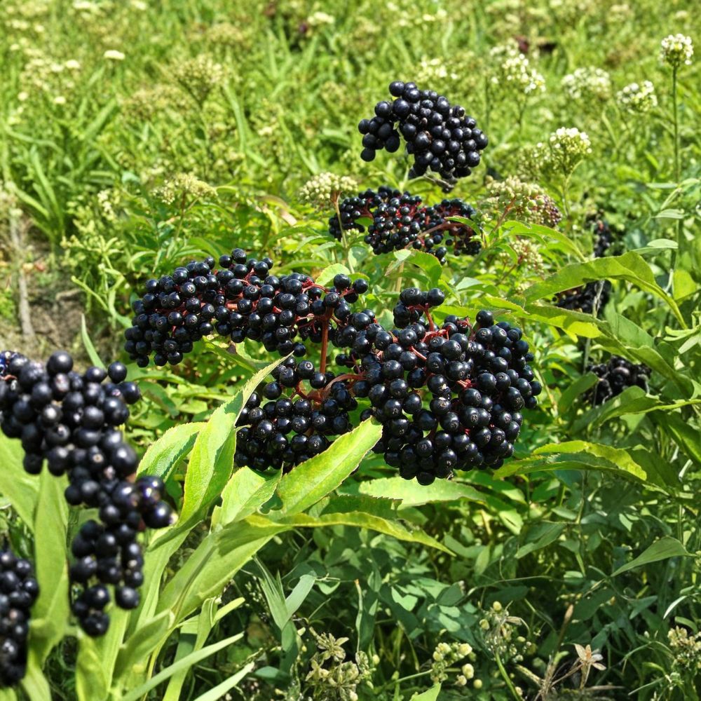 American Elderberry Live Plant | 12 Inches Tall | Includes Quart Pot | Edible Berry Shrub | Garden & Landscape Friendly