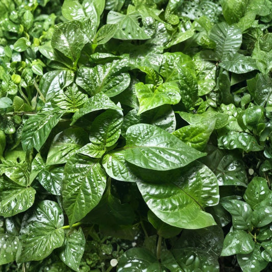 You Pick Hot Pepper Plants – 3 Live Plants | 75+ Day Old Super Hot Pepper Varieties | Established Pepper Starters | USA Shipping