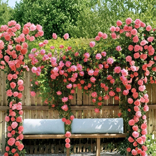 Hot Pink Climbing Rose Live Plant – Rosa spp. | 3 Inch Pot | Vibrant Pink Flowering Rose | Climbing Garden Rose | Trellis, Fence & Arch Plant | USDA Zones 5–9