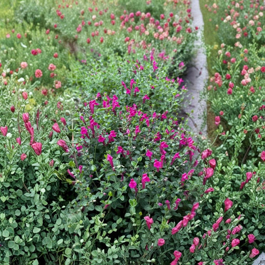 Pink Skullcap Live Plant – Scutellaria suffrutescens | 1 Gallon | Fully Rooted Perennial | Drought Tolerant | Pink Blooms