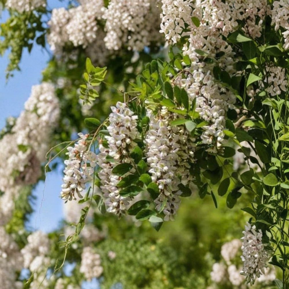 Black Locust Sapling Live Plant – Bare Root Tree | Robinia pseudoacacia | Hardy Fast-Growing Shade Tree | Natural Landscape Plant | Outdoor Garden Tree