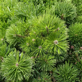 Pinus densiflora 'Vibrant' – Japanese Red Pine Live Plant | 12 Inches Tall | Includes 1 Gallon Pot | Low Mounding Evergreen | Easy Care Landscape Conifer