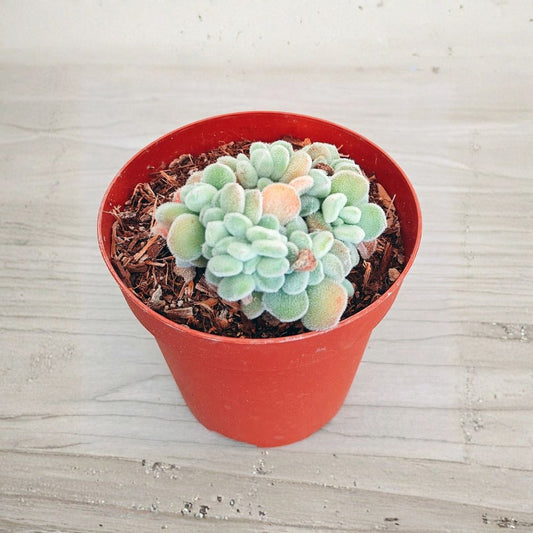 Frosty Crested Echeveria – Echeveria pulvinata ‘Cristata’ | Live Succulent | 4" Potted Plant | Silver-Green Crested Rosette