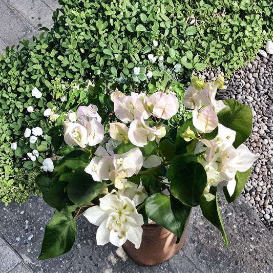 Vera White Bougainvillea Live Plant – Well Rooted Starter | 3 Inch Pot | White Flowering Tropical Vine | Patio & Garden Plant | Easy to Grow
