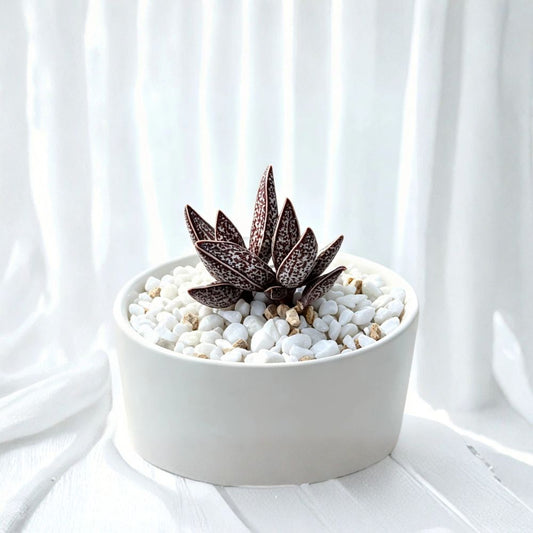 Adromischus ‘Red Taiping’ – Live Succulent Plant | 2 Inch Bare Root | Rare Collector Succulent | Fleshy Foliage | No Pot or Soil