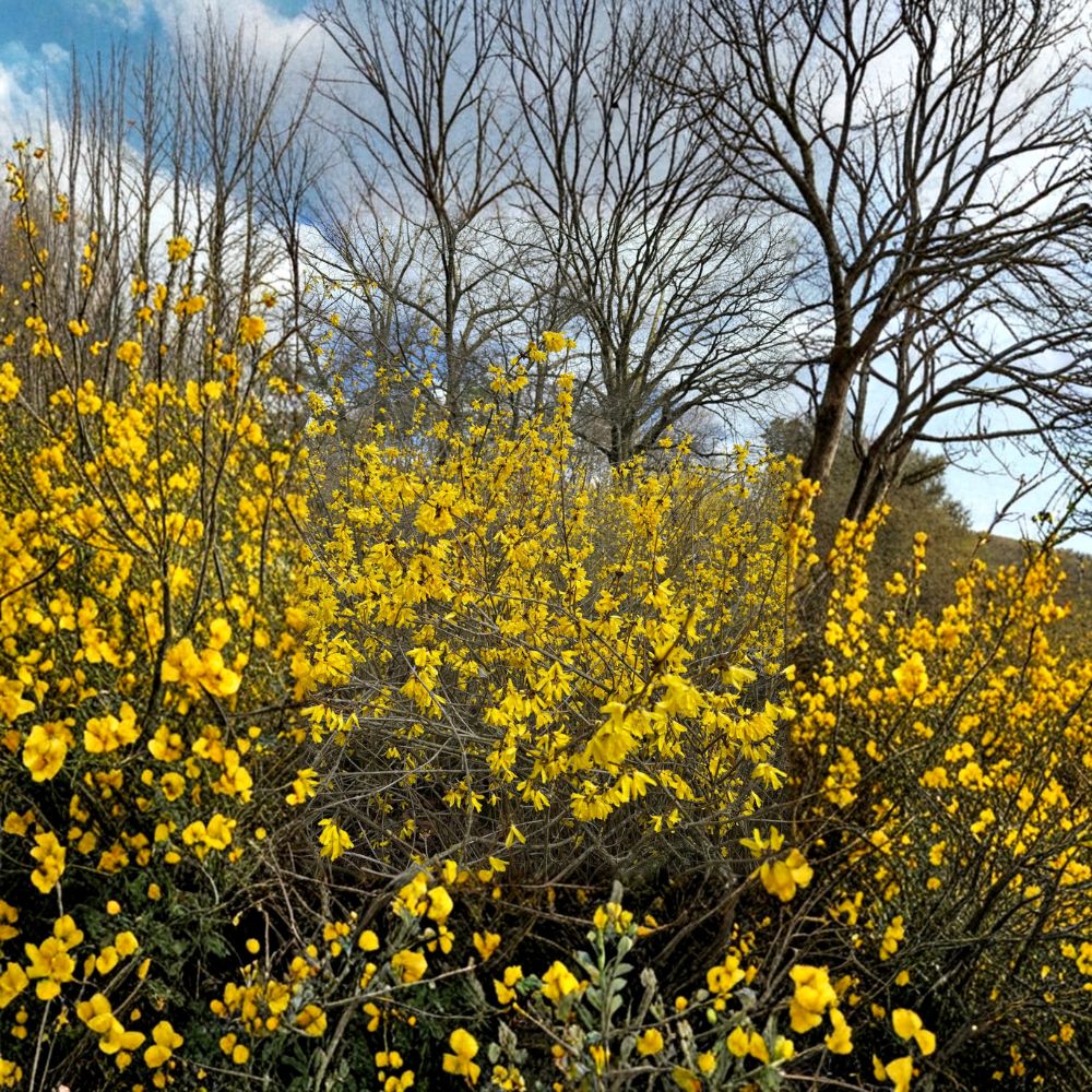 Forsythia mandschurica 'Vermont Sun' – Forsythia Live Plant | 2 Gallon Pot | Bright Yellow Spring Blooms | Compact Hardy Shrub | Landscape Favorite