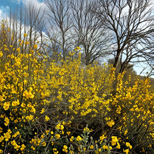 Forsythia mandschurica 'Vermont Sun' – Forsythia Live Plant | 2 Gallon Pot | Bright Yellow Spring Blooms | Compact Hardy Shrub | Landscape Favorite