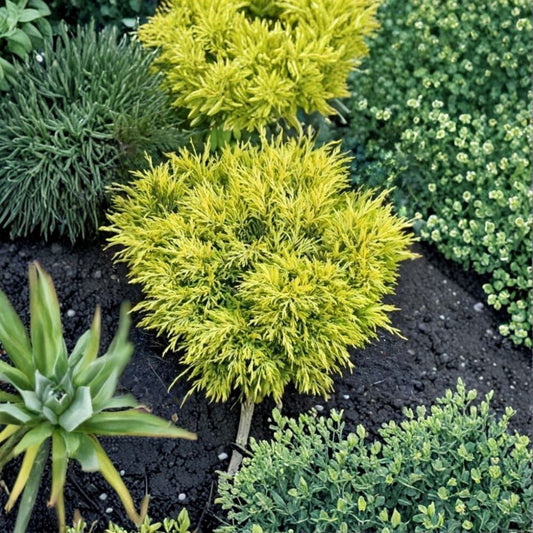 Lime Glow Spreading Juniper – Juniperus horizontalis 'Limeglow' Live Starter Plant | Potless Plug | Evergreen Ground Cover | Dwarf Landscape Shrub