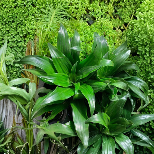 Janet Craig Compact Live Plant – Dracaena Compacta | Bare Root Houseplant | Easy Care Indoor Plant | Buy 2 Get 1 Free