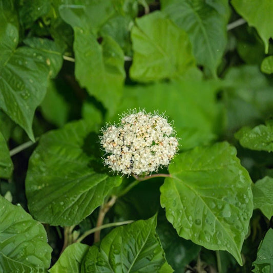 Chicago Lustre Viburnum Shrub – Live Plant | 2.5 Inch Pot | 10–18 Inches Tall | Creamy White Blooms | Bird-Friendly Landscape Shrub